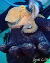 Pulpo comun ( Octopus vulgaris )1